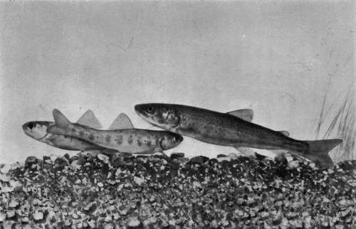 Young Salmon In The Thames