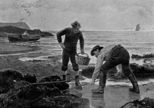 HUNTING AMONG ROCKS AT LOW WATER.