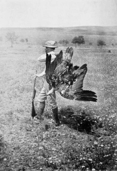 Carrying Back The Black Vulture (Vultur Monachus)