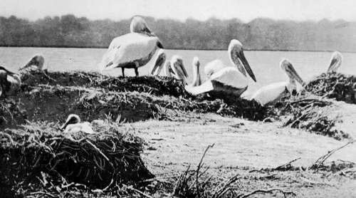 Dalmatian Pelicans (Pelecanus Crispus)