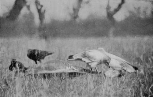 Egyptian Vultures And Ravens