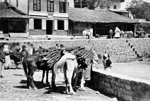 Firewood Ponies