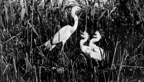 Great White Heron And Young (Ardea Alba)