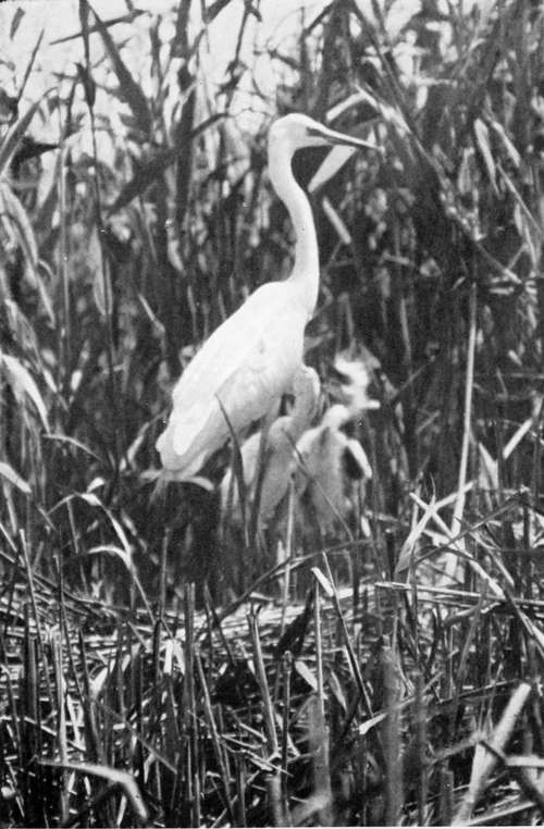 Great White Heron (Ardea Alba)