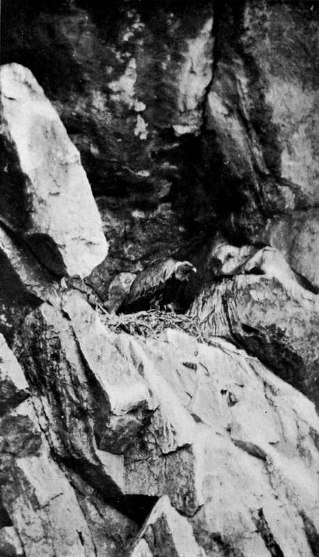 Griffon Vulture At Nest (Gyps Fulvus)