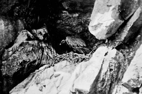 Griffon Vulture In Nest (Gyps Fulvus)