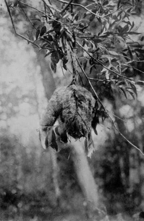 Hanging Nest Of Penduline Tit