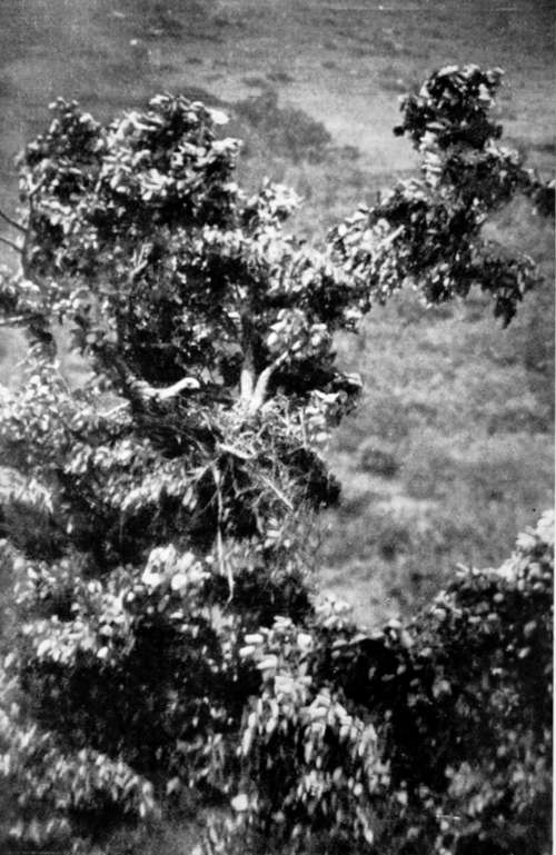 Imperial Eagle Returning To Nest