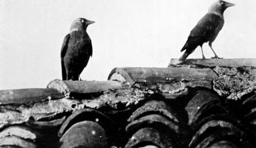 Jackdaws (Corvus Monedula)