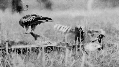 Kites On Carcase (Milvus Regalis)