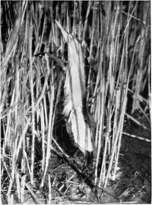 Little Bittern (Ardetta Minuta)