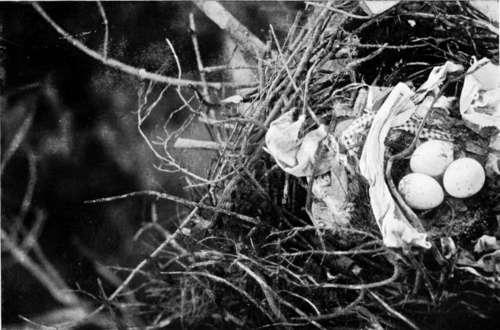 Nest Of Black Kite (Milvus Migrans), Showing Arrangement Of Rags