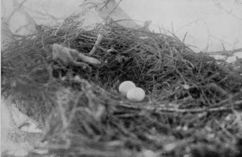 Nest Of Booted Eagle (Aquila Pennata)