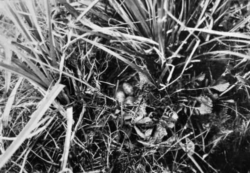 Nest Of Calandra Lark (Melanocony1tia Calandra)