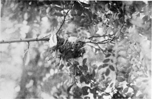 Nest Of Golden Oriole (Oriolus Galbula)