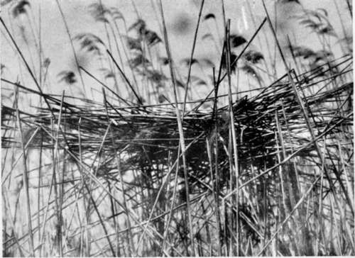 Nest Of Great White Heron (Ardea Alba)