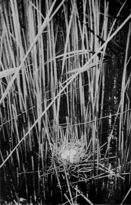 Nest Of Little Bittern (Ardetta Minuta)