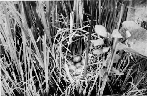 Nest Of Little Crake (Porzana Parva)