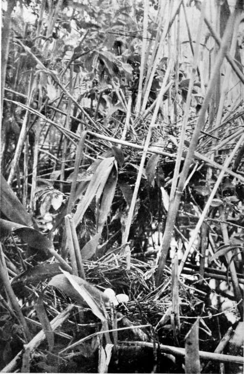 Nest Of Night Heron (Top) Nest Of Squacco Heron (Below)