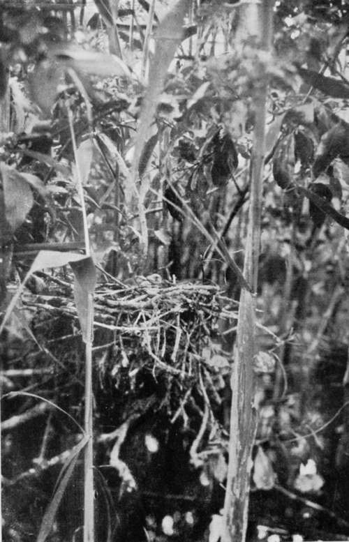 Nest Of Pigmy Cormorant (Phalacrocorax Pygmeus)