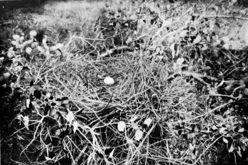 Nest Of Short Toed Eagle (Circaetus Gallicus)