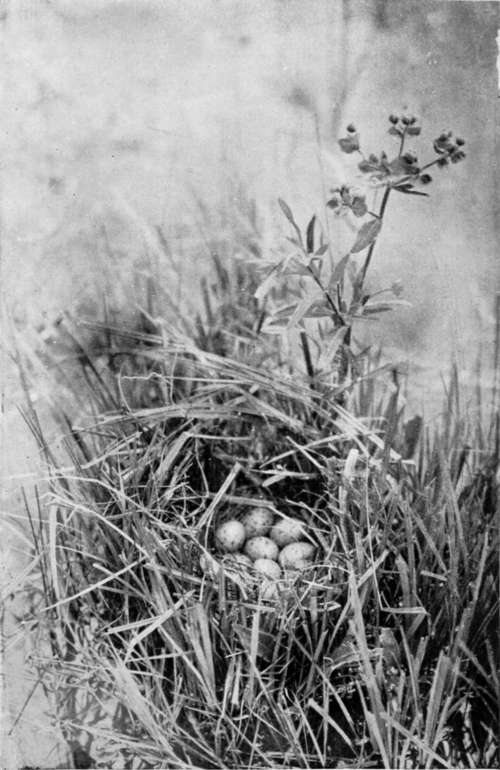 Nest Of Spotted Crake (Porzana Maruetta)