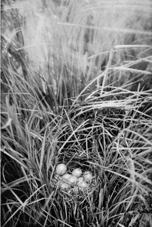 Nest Of Spotted Crake (Porzaxa Maruetta)