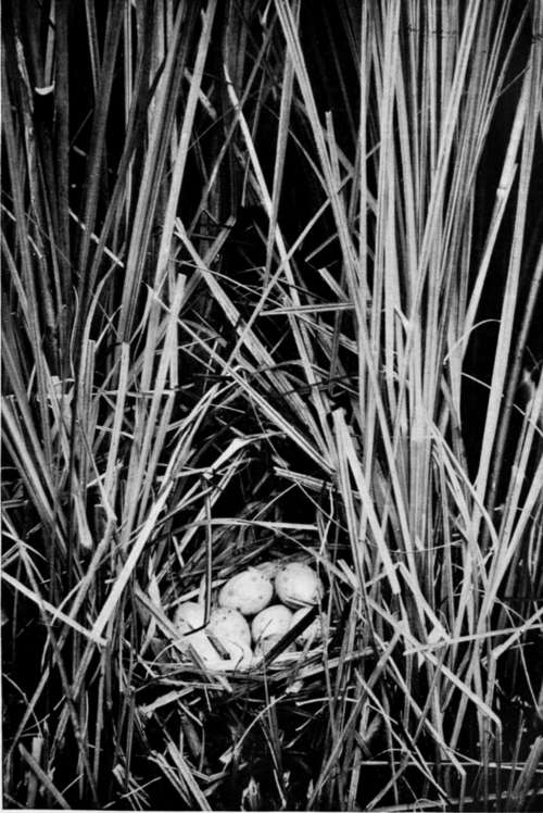 Nest Of Water Rail (Rallus Aquaticus)