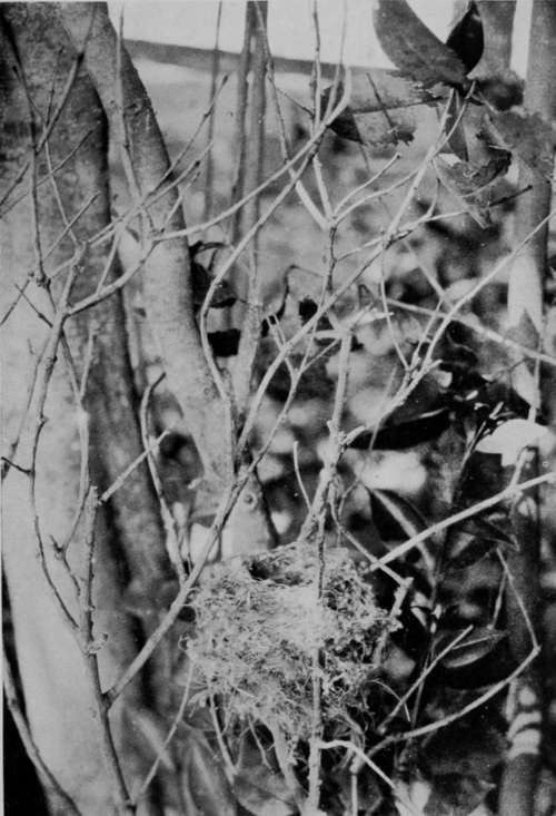 Nest Of Western Olivaceous Warbler (Hypolais Opaca)