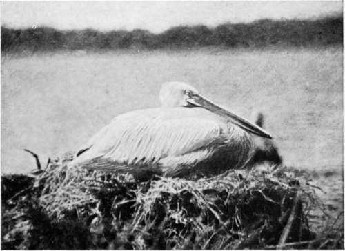 Pelican On Nest (Pelecanus Crispus)