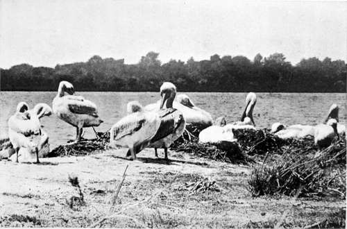 Pelicans At Their Toilet