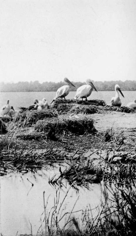 Pelicans On Their Nests (Pelecanus Crispus)