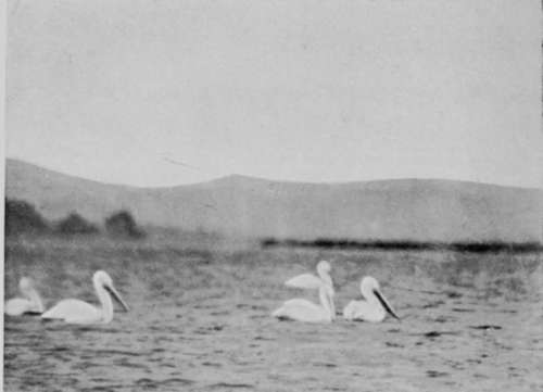 Pelicans Swimming