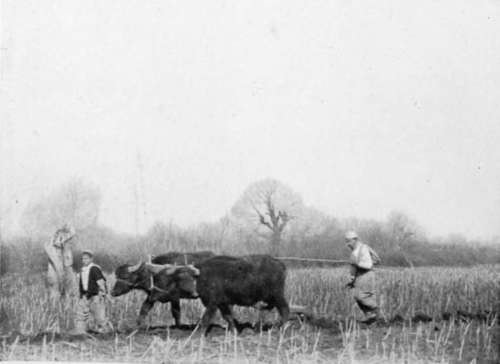 Ploughing With Buffaloes