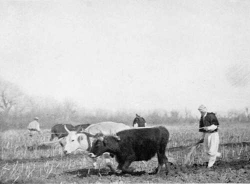 Ploughing With Oxen