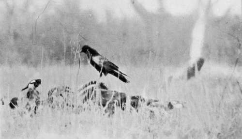 Raven And Magpie On A Carcase