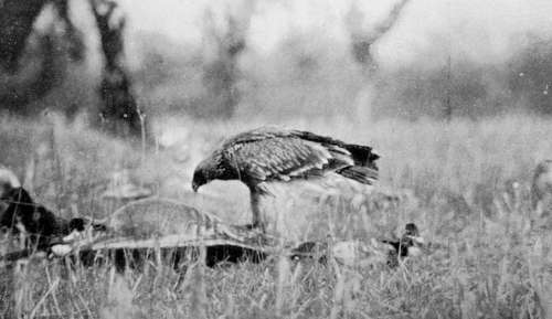 Sea Eagle On Carcase (Haliaetus Albicilla)