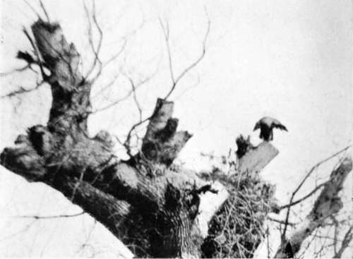 Sea Eagle Returning To Its Nest