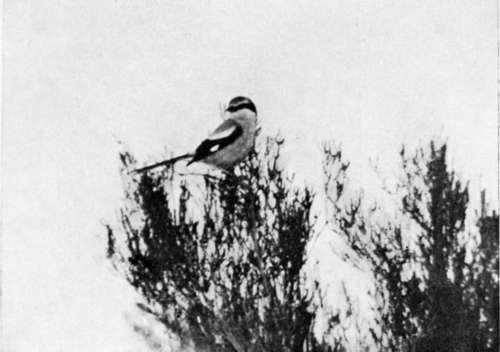 Southern Grey Shrike (Lanius Meridionalis)