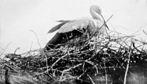 White Stork (Ciconia Alba)