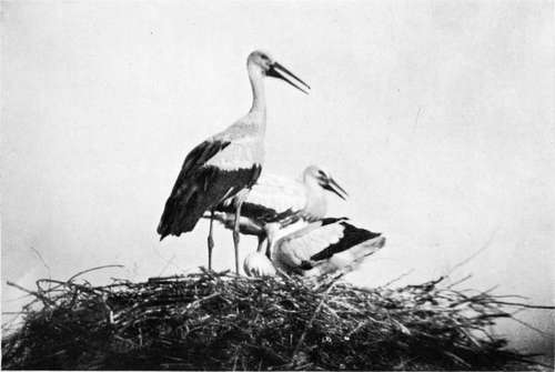 White Storks (Ciconia Alba)