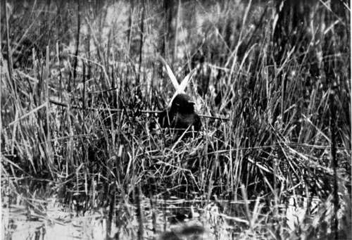 White Winged Black Tern (Hydrochelidon Leucoptera)