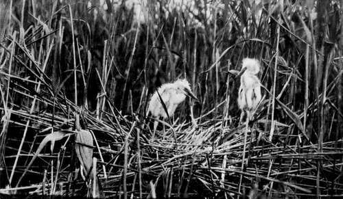 Young Great White Herons