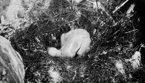 Young Griffon Vulture In Nest