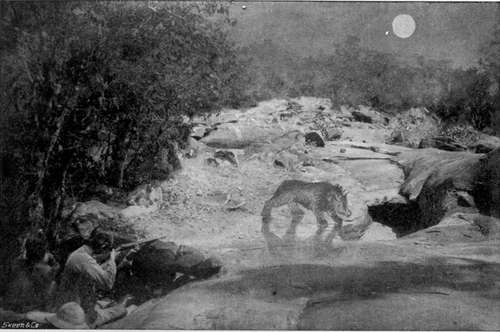 Bear Shooting By Moonlight At A Water Hole
