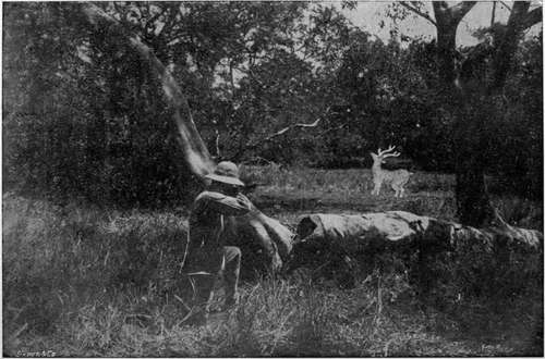 Chfetul (Spotted Deer) Shooting