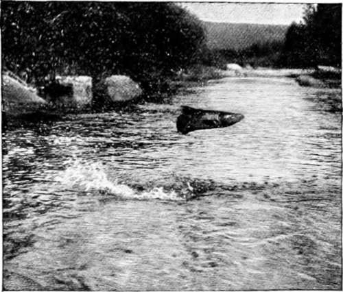 A Salmon Jumping.