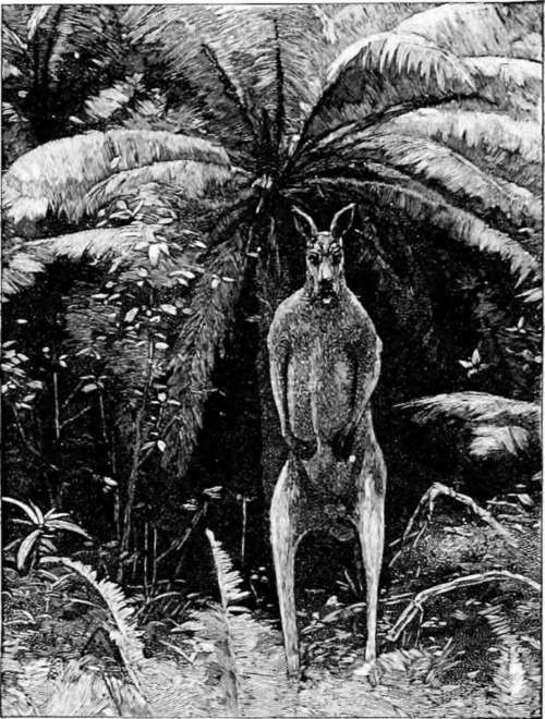 An Old Man under a Fir tree.