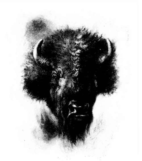 Buffalo's Head.