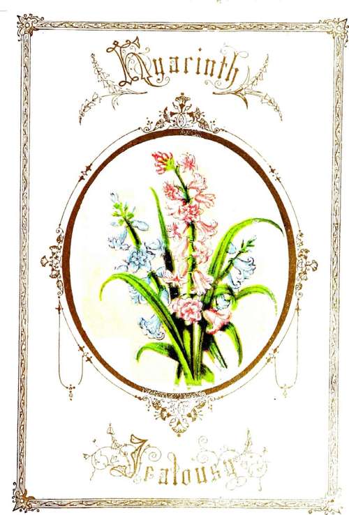 The Hyacinth